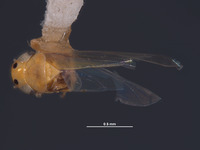 Image of Cicadulina triangula