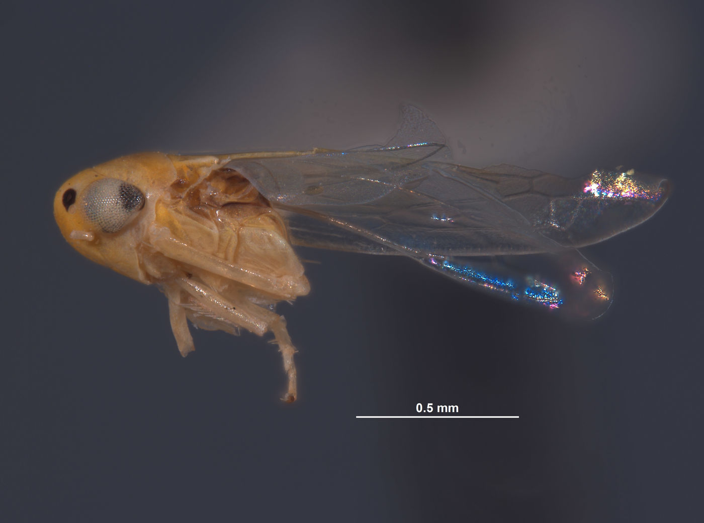 Cicadulina image