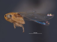 Cicadulina triangula image