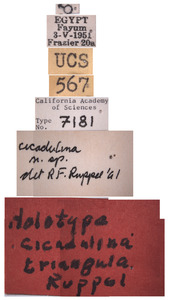 Cicadulina triangula image