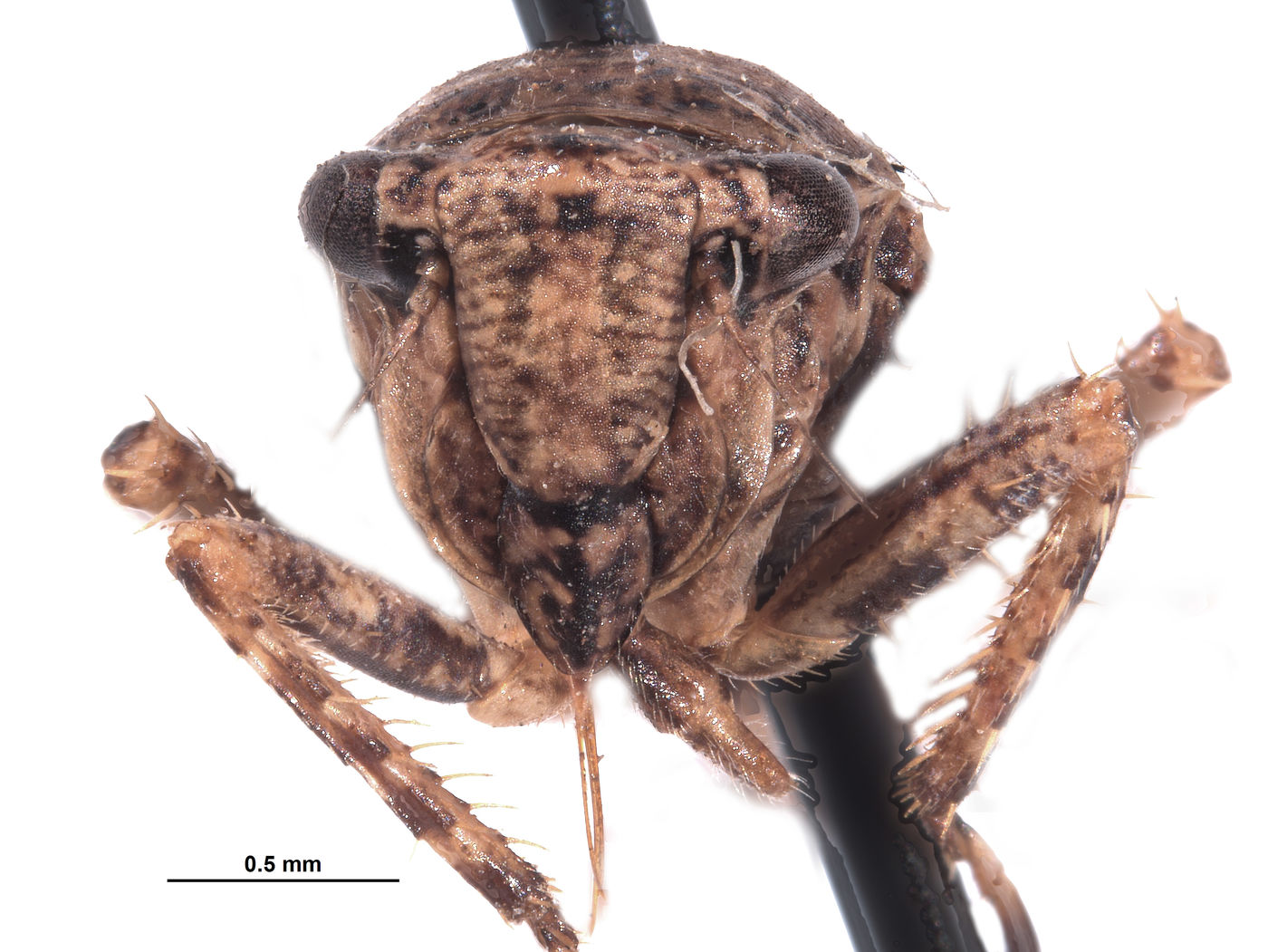 Errhomus filamentus image