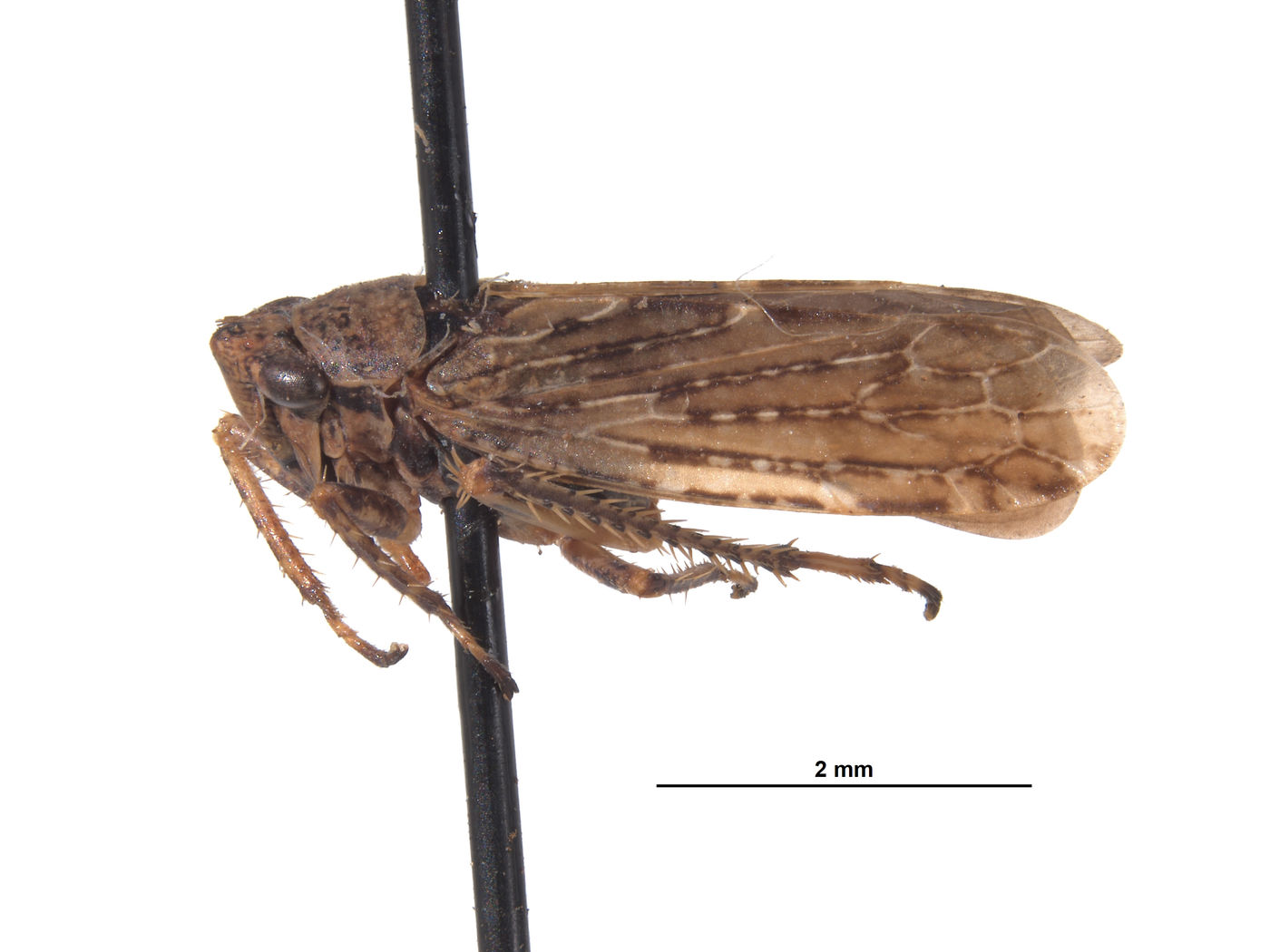 Errhomus filamentus image