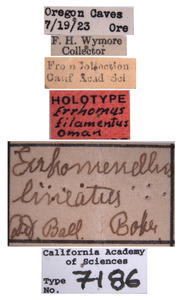 Errhomus filamentus image