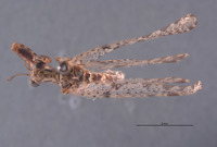 Plega melitomae image