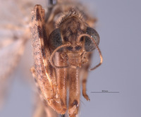 Plega melitomae image