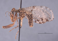 Plega melitomae image