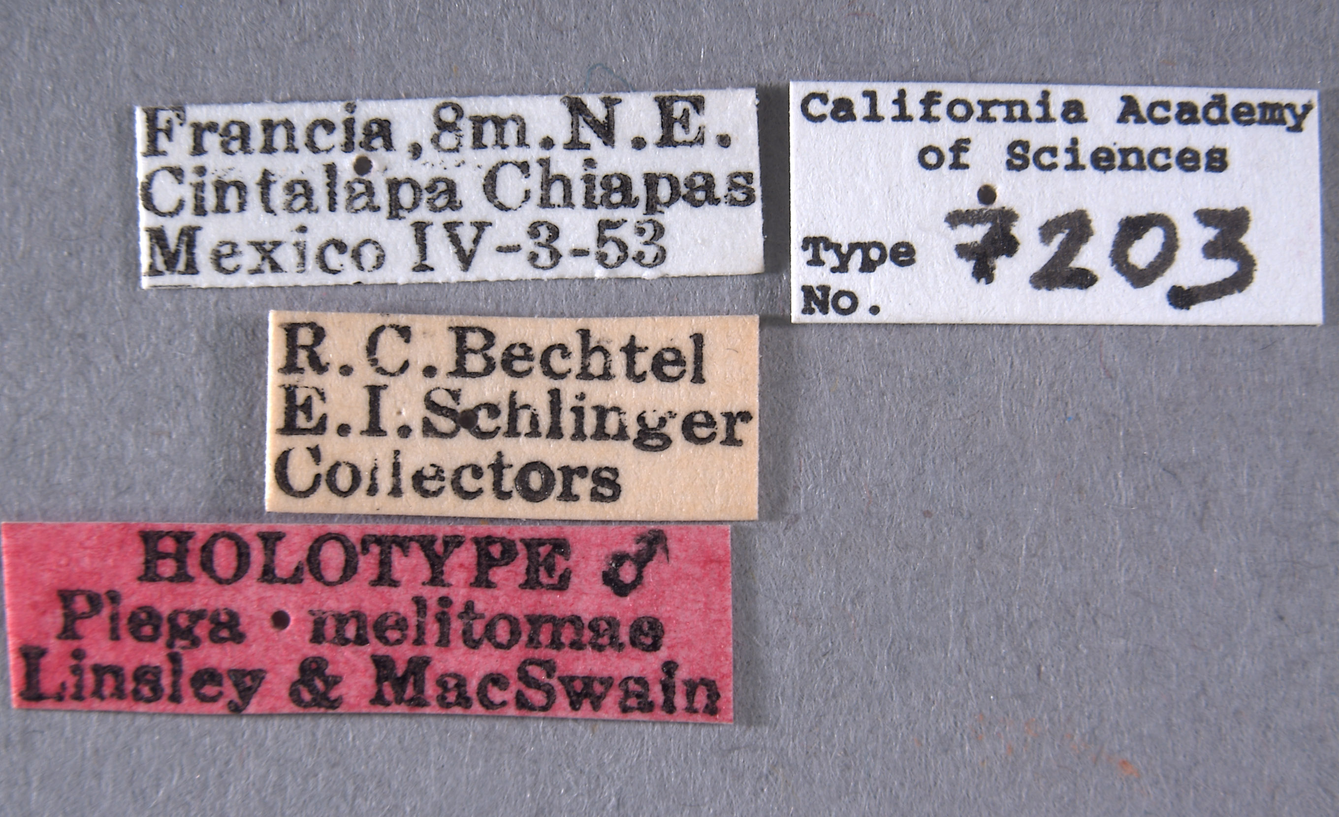 Plega melitomae image