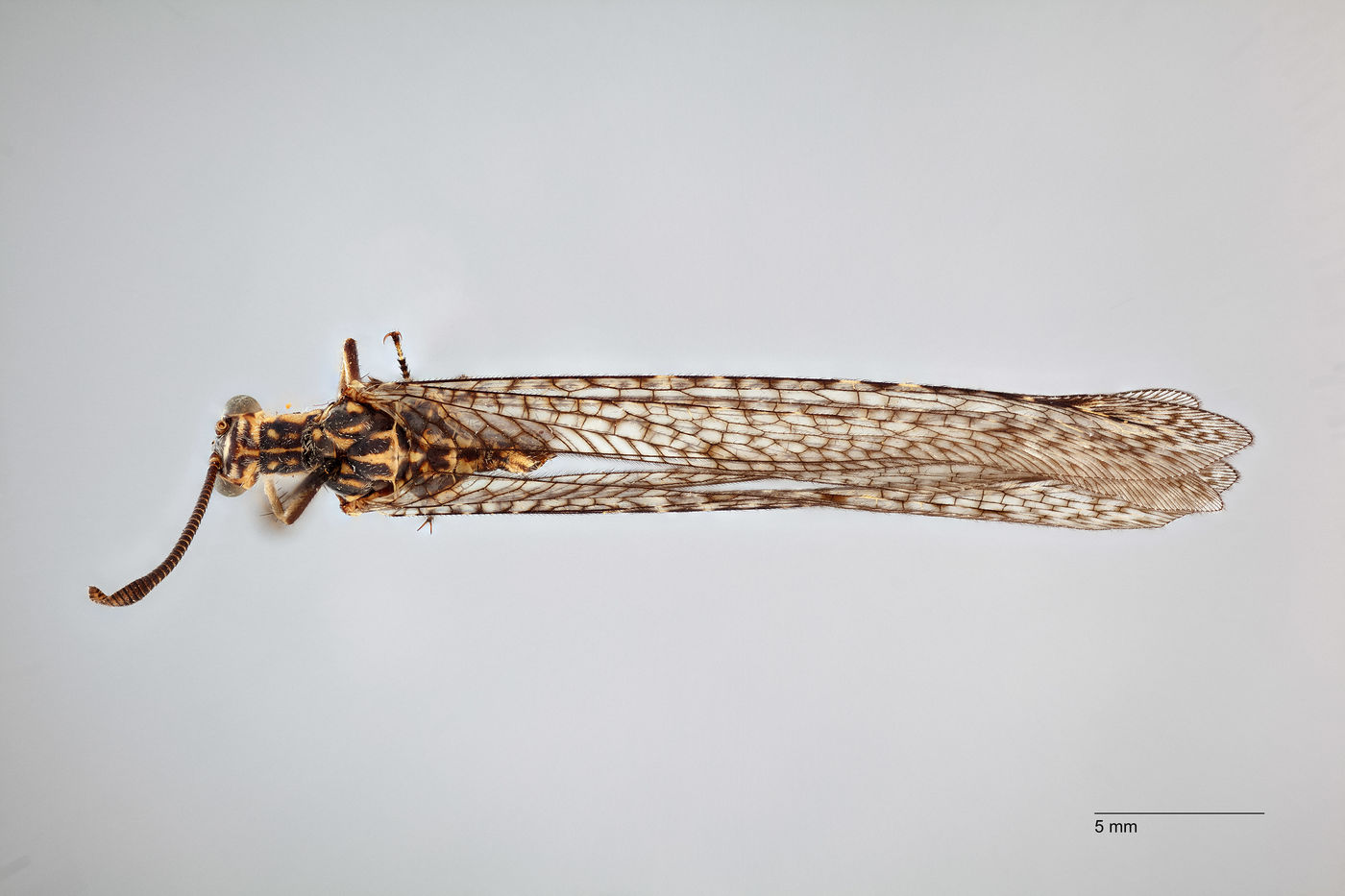 Hesperoleon image