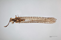 Hesperoleon infuscatus image