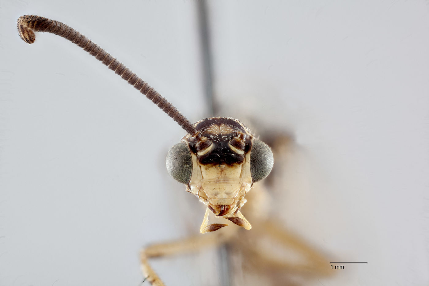 Hesperoleon infuscatus image