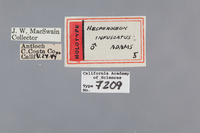 Hesperoleon infuscatus image