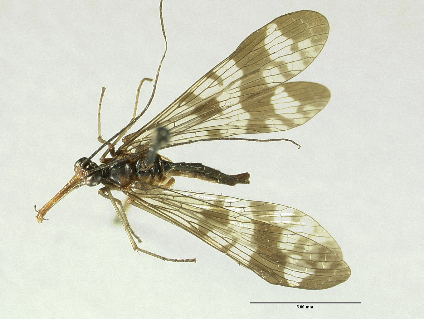 Neopanorpa lichuanensis image