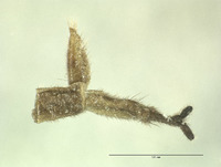 Neopanorpa lichuanensis image