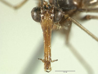 Neopanorpa lichuanensis image