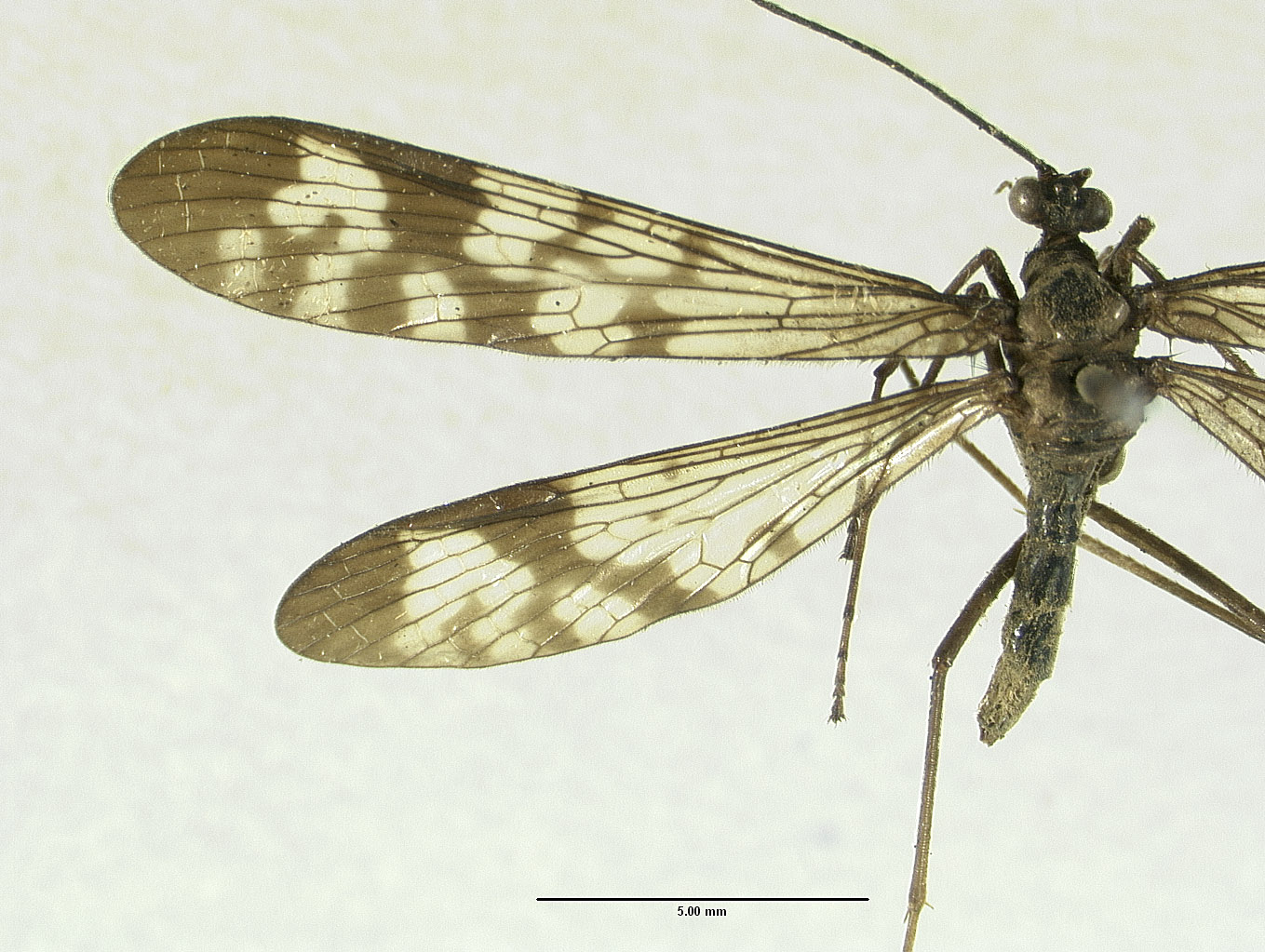 Neopanorpa lungtausana image