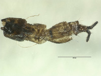 Neopanorpa lungtausana image