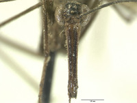 Neopanorpa lungtausana image