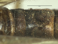 Neopanorpa mokansana image