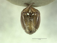 Neopanorpa mokansana image