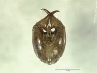 Neopanorpa mokansana image