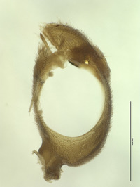 Neopanorpa mokansana image