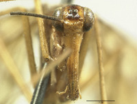 Neopanorpa mokansana image