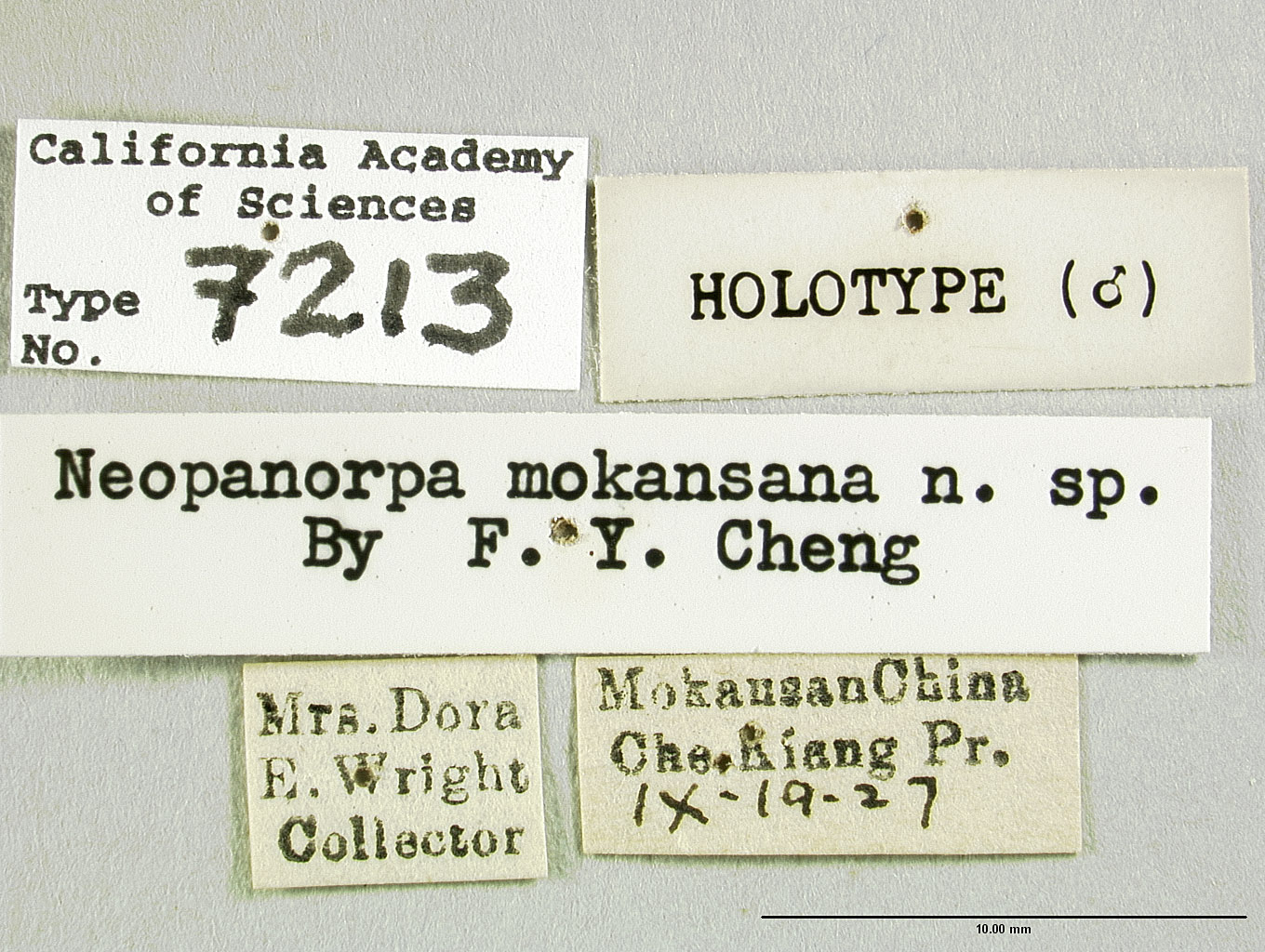 Neopanorpa mokansana image