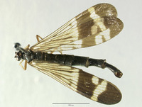 Panorpa kellogi image