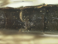 Panorpa kellogi image