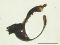 Panorpa kellogi image