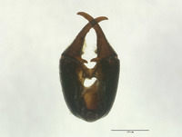 Panorpa kellogi image