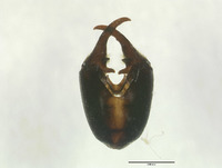 Panorpa kellogi image