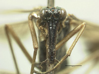 Panorpa kellogi image