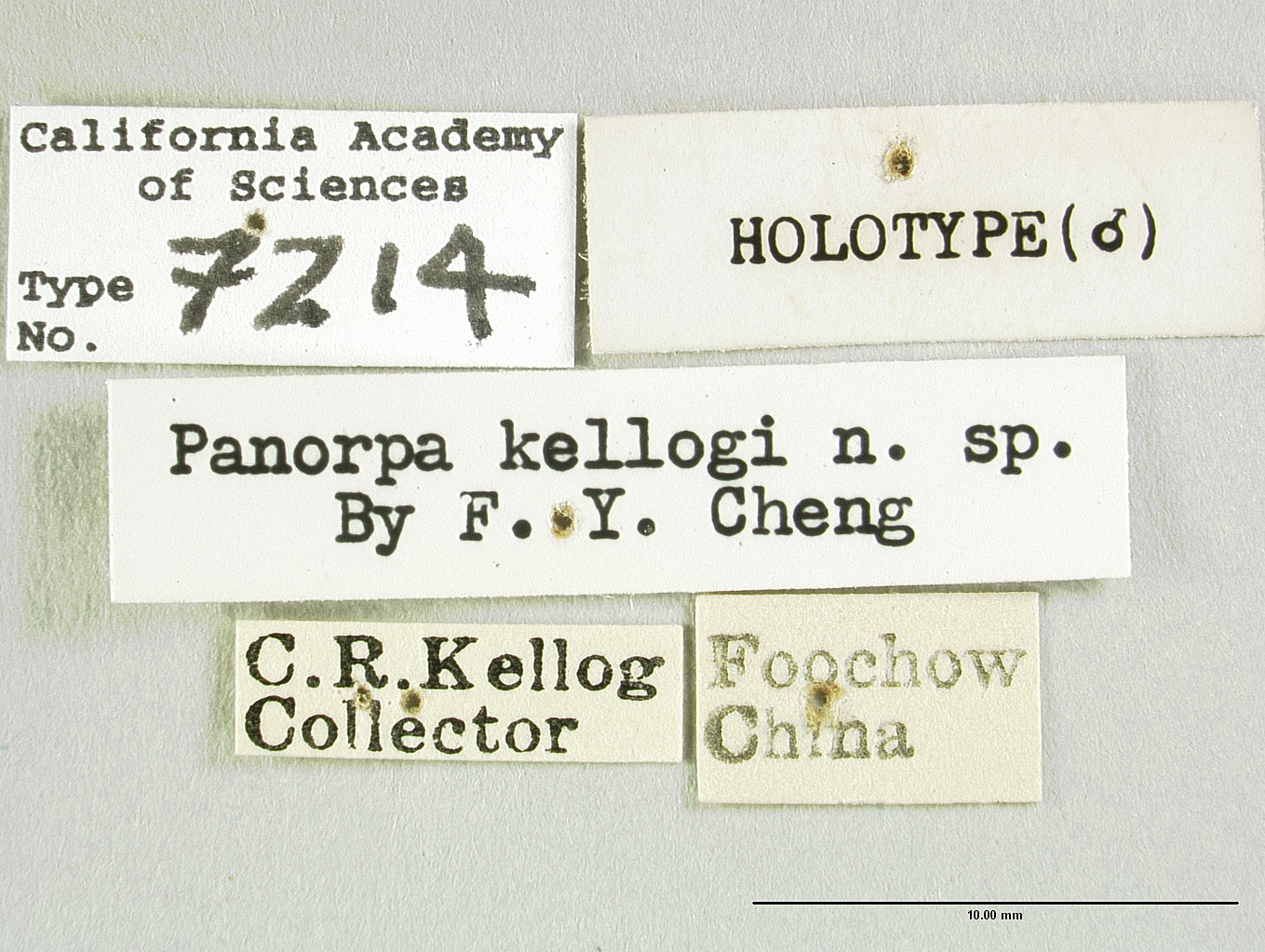 Panorpa kellogi image