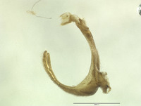 Panorpa mokansana image