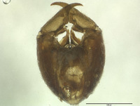 Panorpa mokansana image