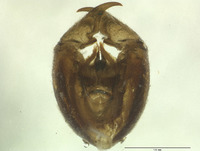 Panorpa mokansana image