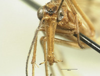 Panorpa mokansana image