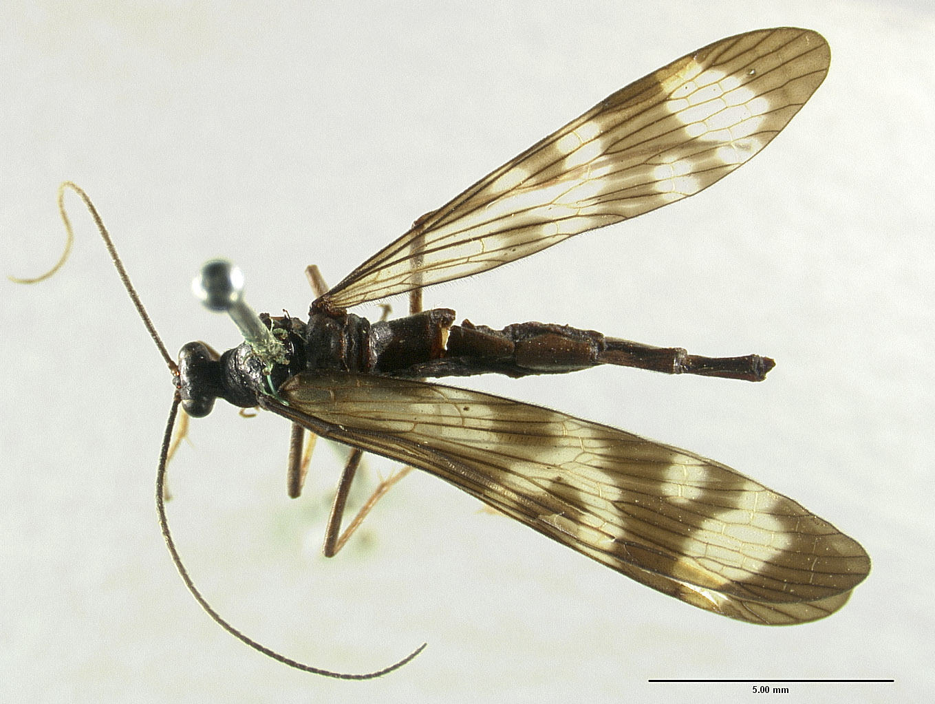 Panorpa thompsoni image