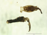 Panorpa thompsoni image