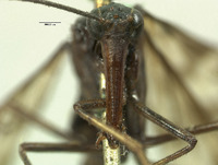 Panorpa thompsoni image