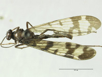 Panorpa wrightae image