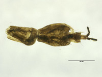 Panorpa wrightae image