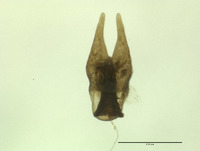 Panorpa wrightae image