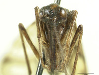 Panorpa wrightae image