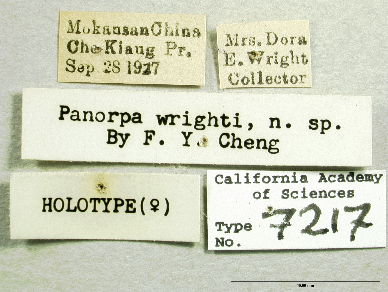 Panorpa wrightae image