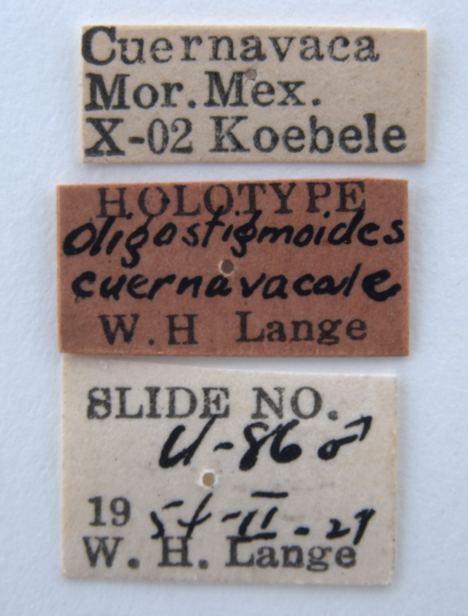 Oligostigmoides cuernavacale image