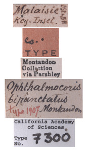 Ophthalmocoris bipunctatus image