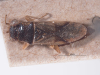 Ophthalmocoris dissdens image
