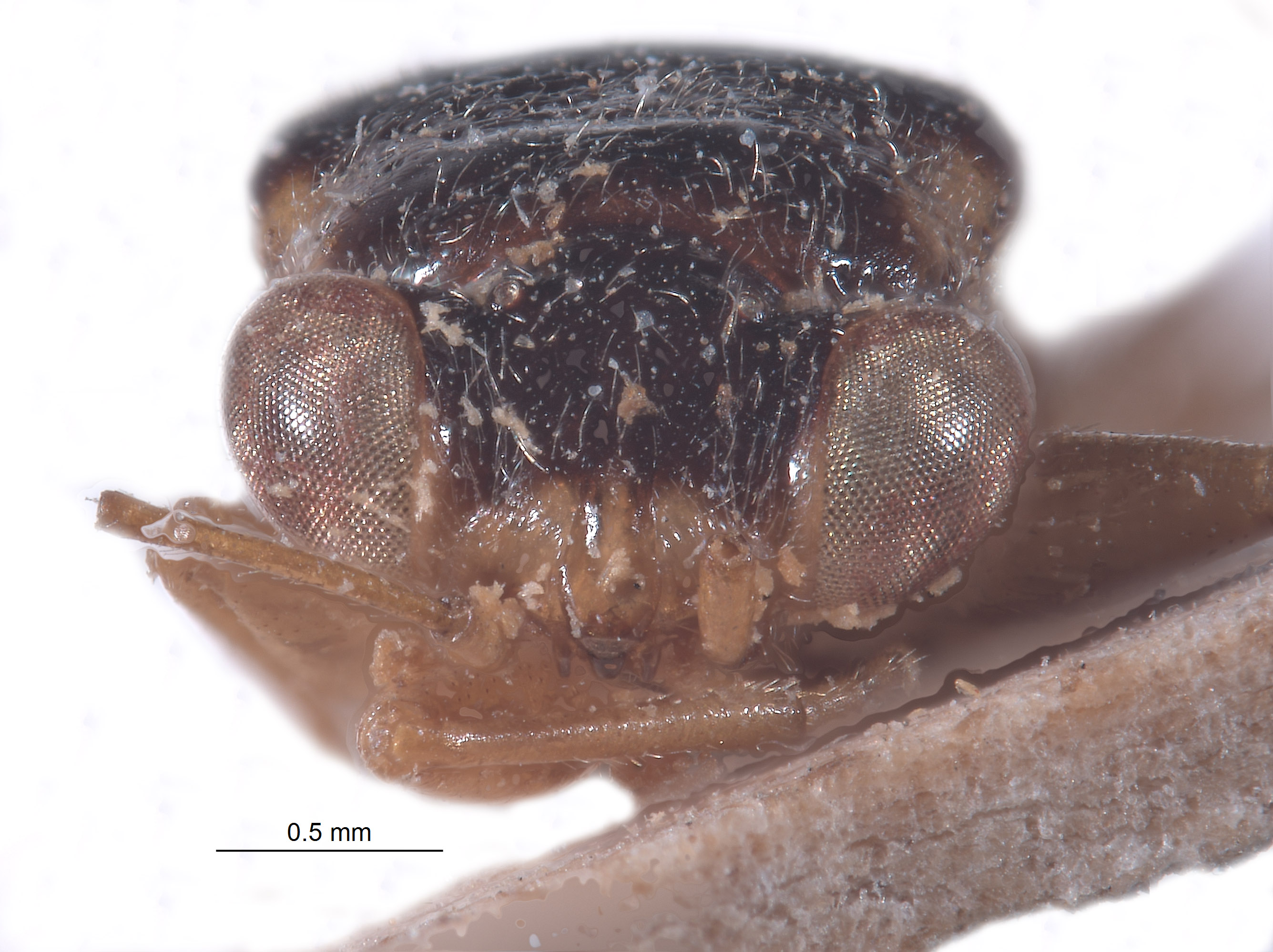 Lygaeidae image